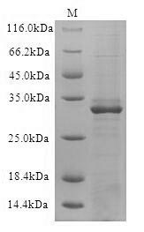 Human CD19 protein