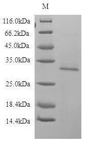 Human PRG2 protein