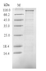 Human TICAM1 protein