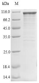 Human TICAM1 protein