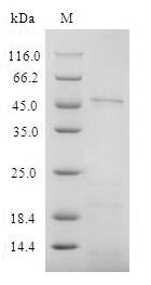 Human CD4 protein