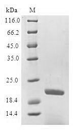 Human SFTPB protein