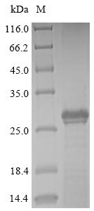 Human BPIFA2 protein