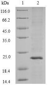 Bacterial APT protein