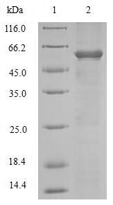 Mouse ADAM12 protein