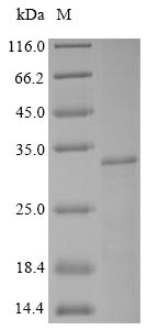 Bovine SV2A protein
