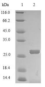 Bovine MBL protein
