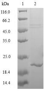 Human MAFK protein
