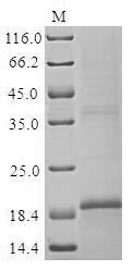 Rat GLP1R protein