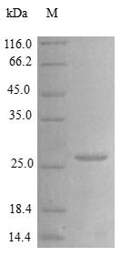 Human VEGFA protein