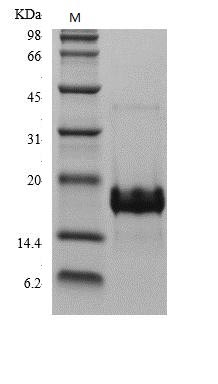 Human PLGF protein