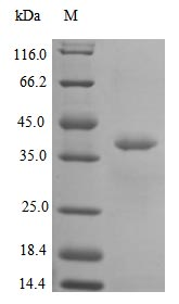 Human IL12A protein