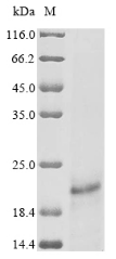 Human Protein E7 protein