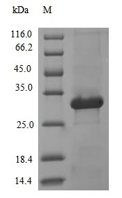 Human Protease protein
