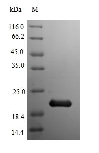 Mouse Myoglobin protein