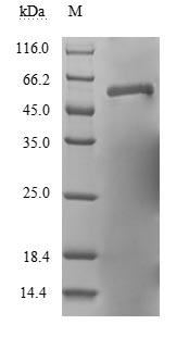 Human Fusion glycoprotein F0 protein