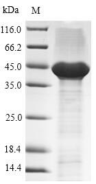 Human Tissue factor protein