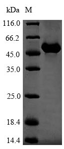 Mouse Vitamin D-binding protein