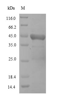 Viral Hemagglutinin-neuraminidase protein