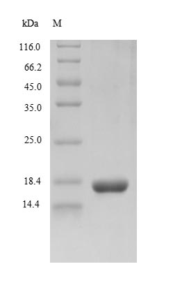 Viral Envelope glycoprotein B protein