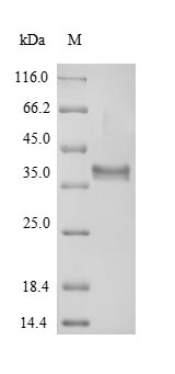 Mouse AER protein