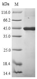 Human Envelope glycoprotein L protein