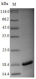 Viral Polymerase acidic protein
