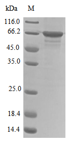 Human NONO protein