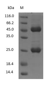 Mouse Immunoglobulin G2A protein