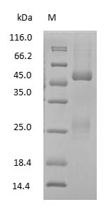 Mouse Immunoglobulin G2B protein