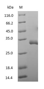 Goat IgG Fc Fragment protein