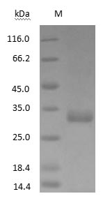 Human IgG Fc Fragment protein