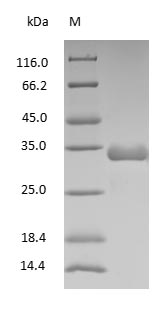 Rat IgG Fc Fragment protein