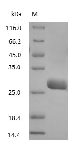 Goat IgG Fab Fragment protein