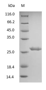 Human IgG Fab Fragment protein