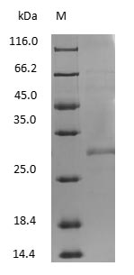 Mouse IgG Fab Fragment protein