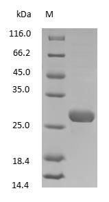 Rabbit IgG Fab Fragment protein
