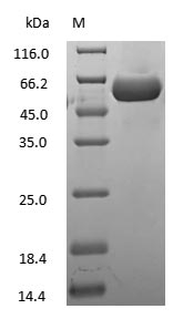 Human Casein protein
