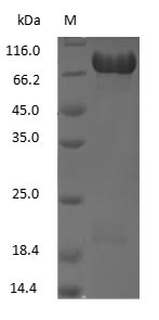 Human Lactoferrin protein