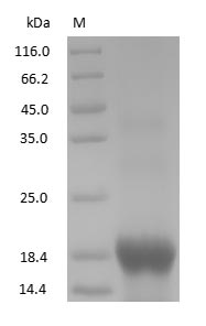Human Myoglobin Protein