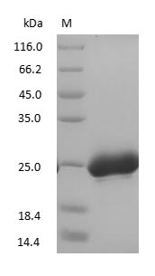Human Neutrophil Gelatinase-Associated Lipocalin Protein