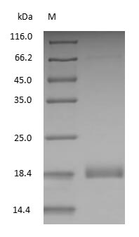 Bovine Milk ?-Lactoglobulin protein