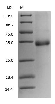Chicken Ovomucoid protein