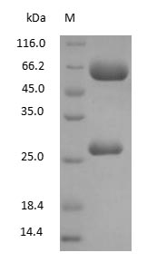 Chicken Yolk Immunoglobulin protein