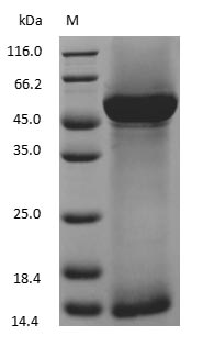 Ribulose-1,5-Bisphosphate Carboxylase Oxygenase protein