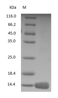 Guinea Pig Hemoglobin Protein