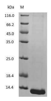Mouse Hemoglobin protein