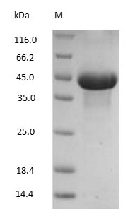 Ovalbumin protein