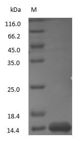 Lysozyme protein
