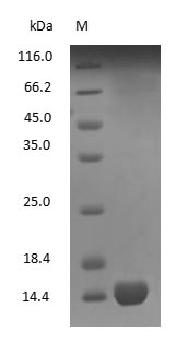 Human Hemoglobin Protein